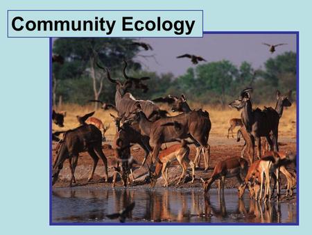 Community Ecology. Communities A lose-lose interaction (-/-) Competition.