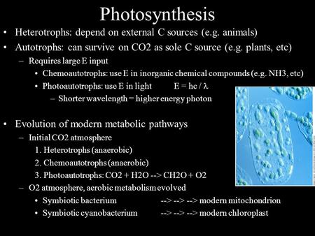 Photosynthesis Heterotrophs: depend on external C sources (e.g. animals) Autotrophs: can survive on CO2 as sole C source (e.g. plants, etc) Requires large.