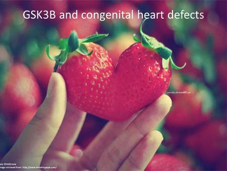 GSK3B and congenital heart defects Eva Dimitrova Image retrieved from :