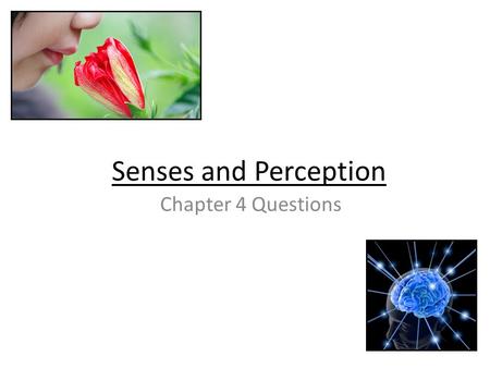 Senses and Perception Chapter 4 Questions. Senses and Perception All incoming sensation is interpreted by the brain Without much conscious effort, we.