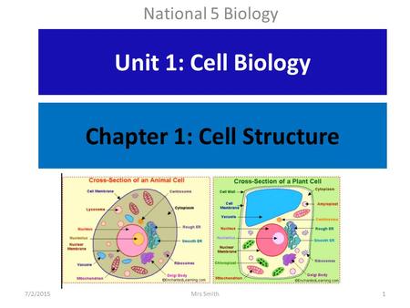 Chapter 1: Cell Structure