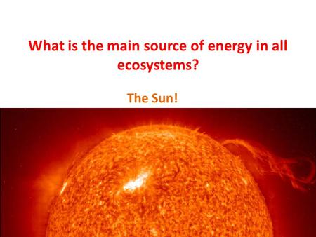 What is the main source of energy in all ecosystems? The Sun!