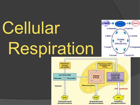 Cellular Respiration. Key Concepts we will cover today...  Respiration is the release of energy by combining oxygen with digested food (glucose).  Carbon.