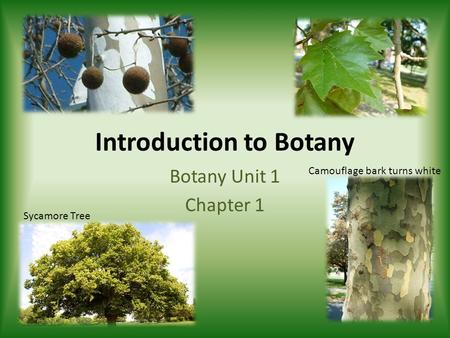 Introduction to Botany Botany Unit 1 Chapter 1 Sycamore Tree Camouflage bark turns white.