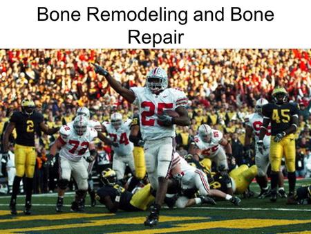 Bone Remodeling and Bone Repair. Bone Fractures (Breaks) Bone fractures are classified by: –The position of the bone ends after fracture –The completeness.