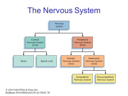 The Nervous System © 2004 John Wiley & Sons, Inc.