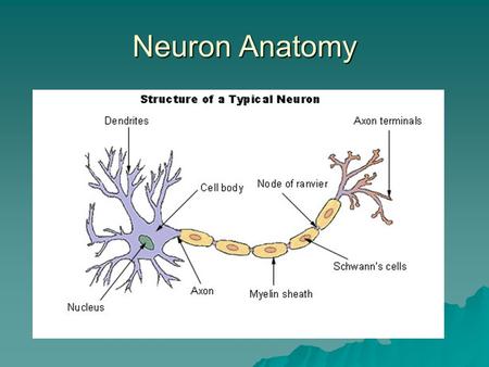 Neuron Anatomy. Neurons  Neuron is a nerve cell that communicates with the entire body (glands, muscles…).  Cell Body produces energy for the cell to.