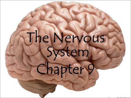 The Nervous System Chapter 9. Learning Targets By end of this lesson, you should be able to: Differentiate between the central and peripheral nervous.