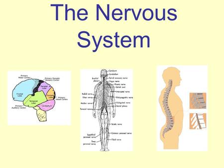 The Nervous System. Function : The Nervous System is responsible for controlling all the functions and movements in the body and allows you to respond.