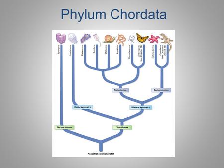 Phylum Chordata.