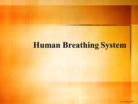 Human Breathing System