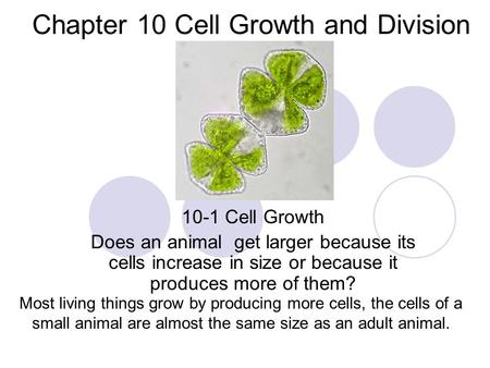Chapter 10 Cell Growth and Division