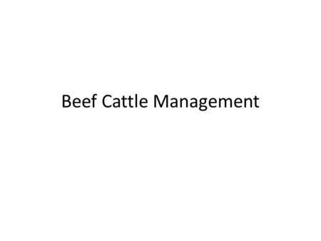 Beef Cattle Management