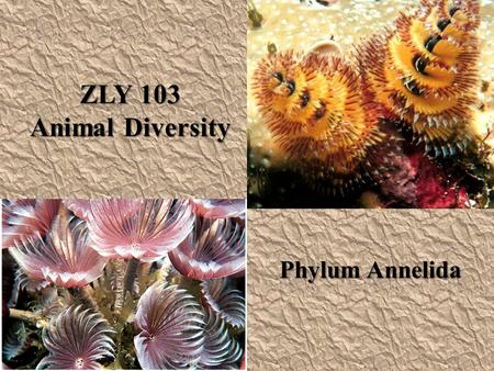 ZLY 103 Animal Diversity Phylum Annelida.