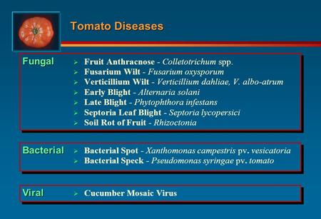 Tomato Diseases Fungal Bacterial Viral