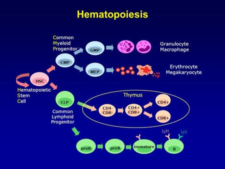 HSC CMP Common Lymphoid Progenitor proB preB B CD4- CD8- CD4+ GMPMEP CD8+ Thymus Common Myeloid Progenitor Hematopoietic Stem Cell Granulocyte Macrophage.