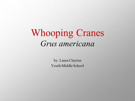 Whooping Cranes Grus americana by: Laura Clayton Youth Middle School.