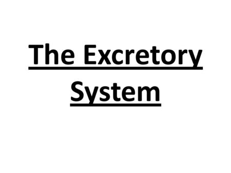 The Excretory System. Major Functions Lungs remove co2 from body to be exhaled. Skin it releases excess fluids such as sweat. Urinary bladder gathers.