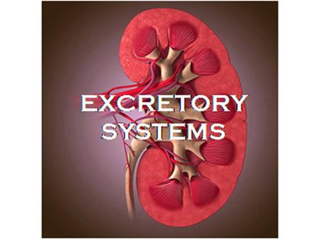 EXCRETORY SYSTEMS Excretion is the process by which metabolic wastes and excess substances are removed from the organism. The process of excretion also.