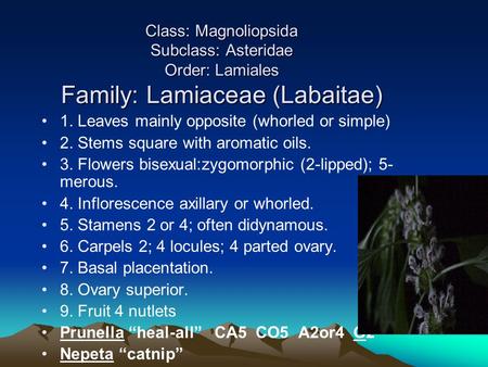 Class: Magnoliopsida Subclass: Asteridae Order: Lamiales Family: Lamiaceae (Labaitae) 1. Leaves mainly opposite (whorled or simple) 2. Stems square with.