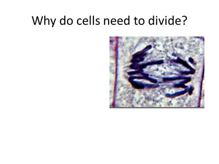 Why do cells need to divide?. How do cells divide? What needs to happen to make an exact copy of this cell?