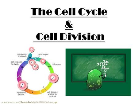 The Cell Cycle & Cell Division Q2 WK2 D1 science-class.net/PowerPoints/Cell%20Division.ppt.