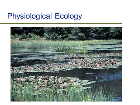 Physiological Ecology. Outline  Introduction to Ecology  Evolution and Natural Selection  Physiological Ecology  Behavioural Ecology.