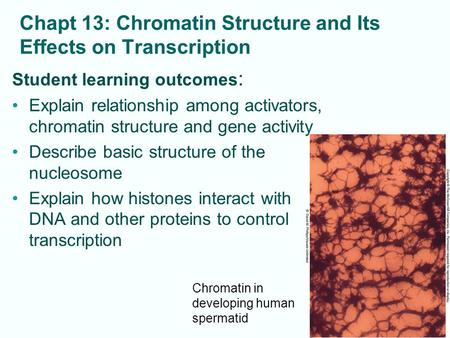 Chapt 13: Chromatin Structure and Its Effects on Transcription 13-1 Chromatin in developing human spermatid Student learning outcomes : Explain relationship.