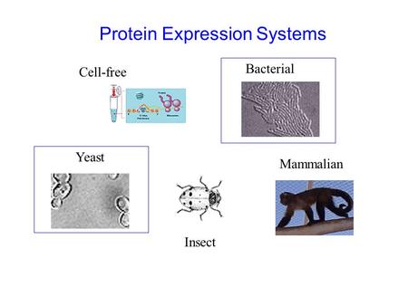Cell-free Bacterial Yeast Insect Mammalian Protein Expression Systems.