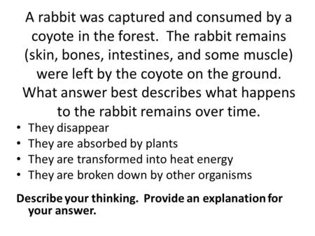 A rabbit was captured and consumed by a coyote in the forest. The rabbit remains (skin, bones, intestines, and some muscle) were left by the coyote on.