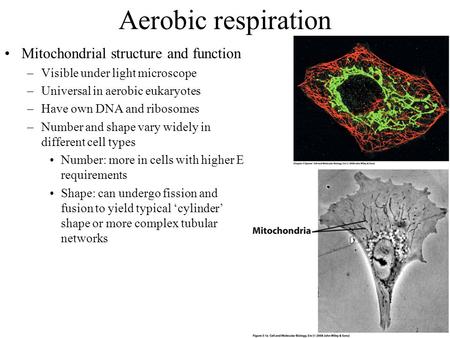 Aerobic respiration Mitochondrial structure and function –Visible under light microscope –Universal in aerobic eukaryotes –Have own DNA and ribosomes –Number.