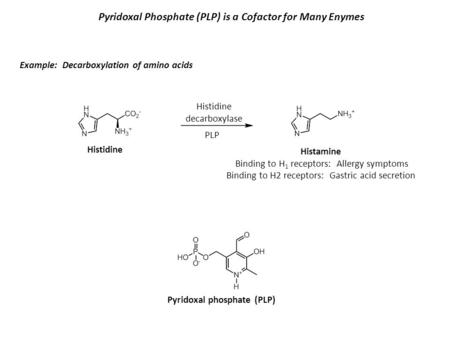 Pyridoxal Phosphate (PLP) is a Cofactor for Many Enymes Histidine decarboxylase Pyridoxal phosphate (PLP) PLP Histidine Histamine Binding to H 1 receptors: