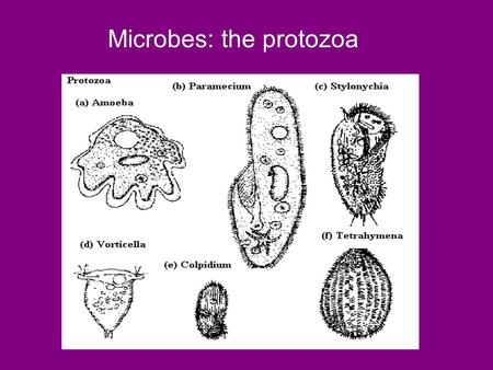 Microbes: the protozoa. Protozoa: Amoeba Protozoa: Euglena.