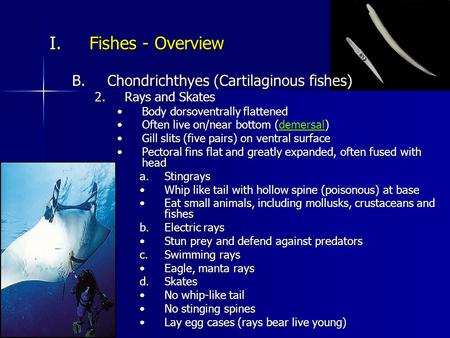 I.Fishes - Overview B.Chondrichthyes (Cartilaginous fishes) 2.Rays and Skates Body dorsoventrally flattenedBody dorsoventrally flattened Often live on/near.