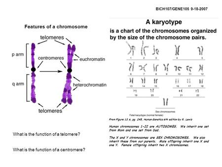 BICH107/GENE105 9-18-2007 Features of a chromosome What is the function of a telomere? What is the function of a centromere? From Figure 13.6, pg. 245,