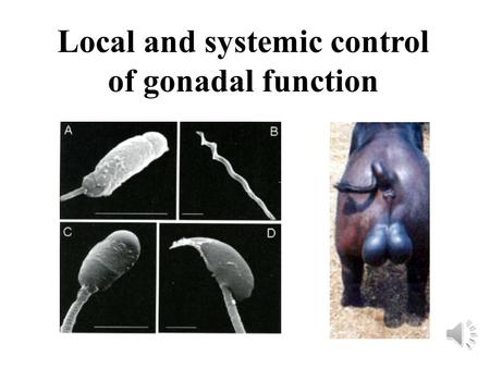 Local and systemic control of gonadal function. Human: 1 oocyte – 150 million sperm.