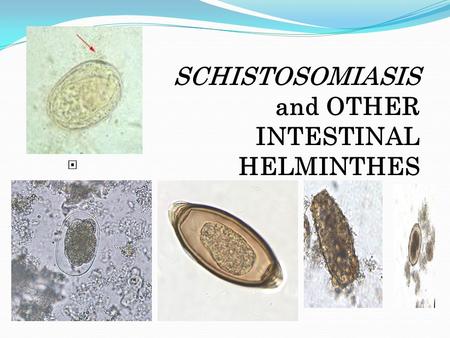 SCHISTOSOMIASIS and OTHER INTESTINAL HELMINTHES .