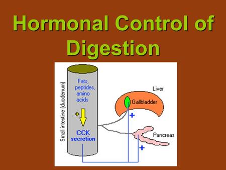 Hormonal Control of Digestion. Gastrin = hormone produced by stomach. Gastrin + Triggered by entry of food into the stomach, and the stretching of the.
