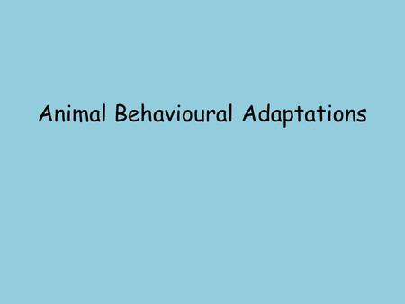 Animal Behavioural Adaptations. Learning Intention I can explain the survival value of behaviour adaptations in animals. Success Criteria Carry out a.