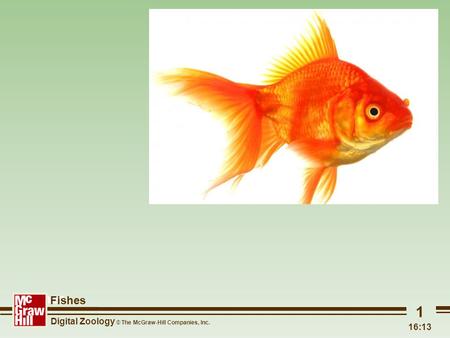 Fishes Digital Zoology © The McGraw-Hill Companies, Inc. 16:15 1 Fishes.