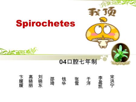 Spirochetes 04 口腔七年制. Introduction monocellular organism, flexible, helical,possess an axial filament (active motile) situs is between baterium and protozoa.