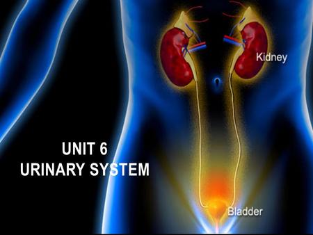 Unit 6 Urinary System.