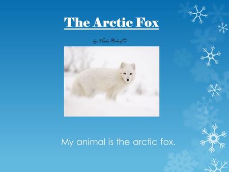 The Arctic Fox by: Nada Ashraf