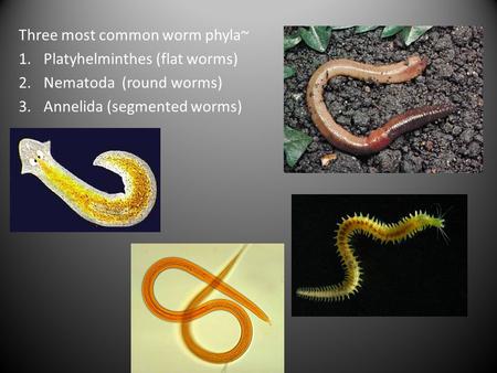 Three most common worm phyla~ 1.Platyhelminthes (flat worms) 2.Nematoda (round worms) 3.Annelida (segmented worms)