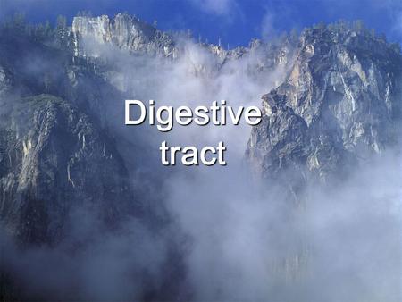 Digestive tract.