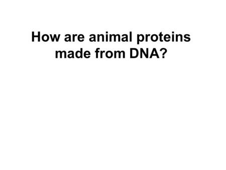How are animal proteins made from DNA?. In a process called “Protein Synthesis”