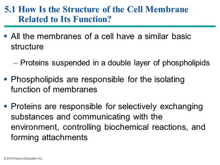 5.1 How Is the Structure of the Cell Membrane Related to Its Function?