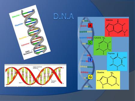 D.N.A. is a Nucleic Acid D.N.A is capable of…… carrying genetic information to next generation directing the cell to follow its orders being easily copied.