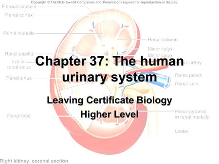 Chapter 37: The human urinary system