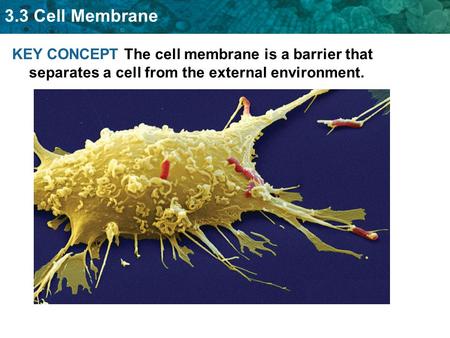 3.3 Cell Membrane KEY CONCEPT The cell membrane is a barrier that separates a cell from the external environment.